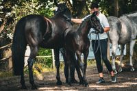 Trakehner Fohlenchampionat