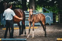 Trakehner Fohlenchampionat